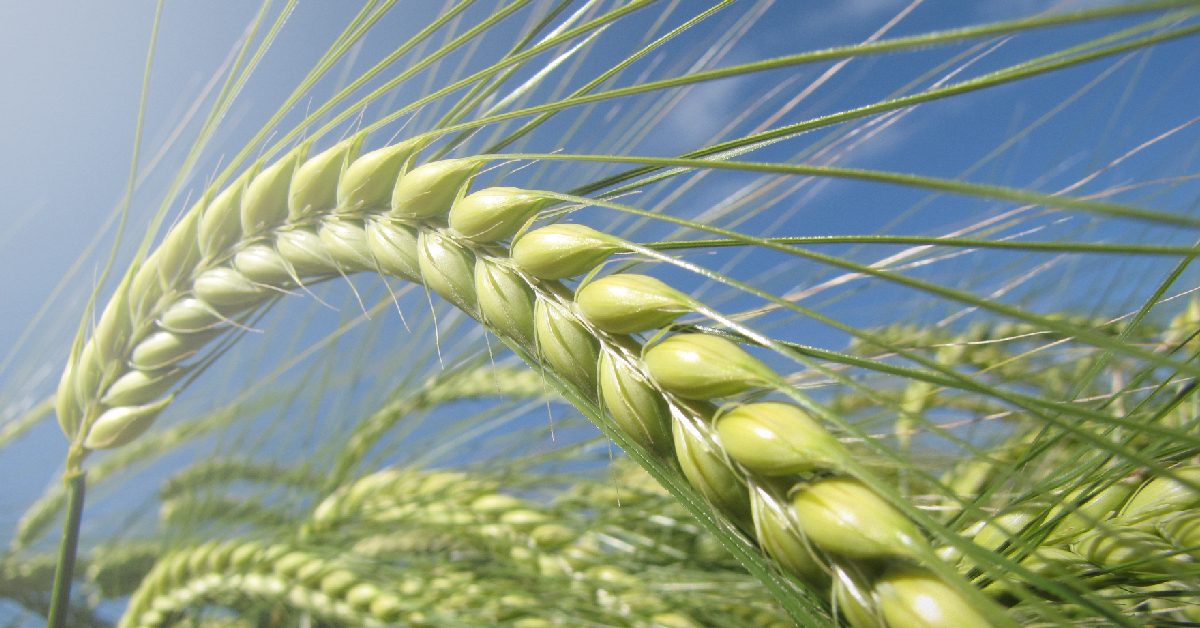 Jęczmień ozimy CALYPSO – nasiona do siewu odmiana CALYPSO – opinie, norma wysiewu, na jakie gleby, cena i gdzie kupić | Limagrain