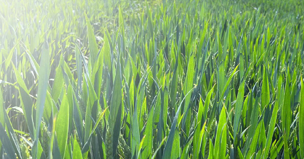 Pszenica ozima LG OPTIMIST – nasiona do siewu odmiana LG OPTIMIST – opinie, norma wysiewu, na jakie gleby, cena i gdzie kupić | Limagrain