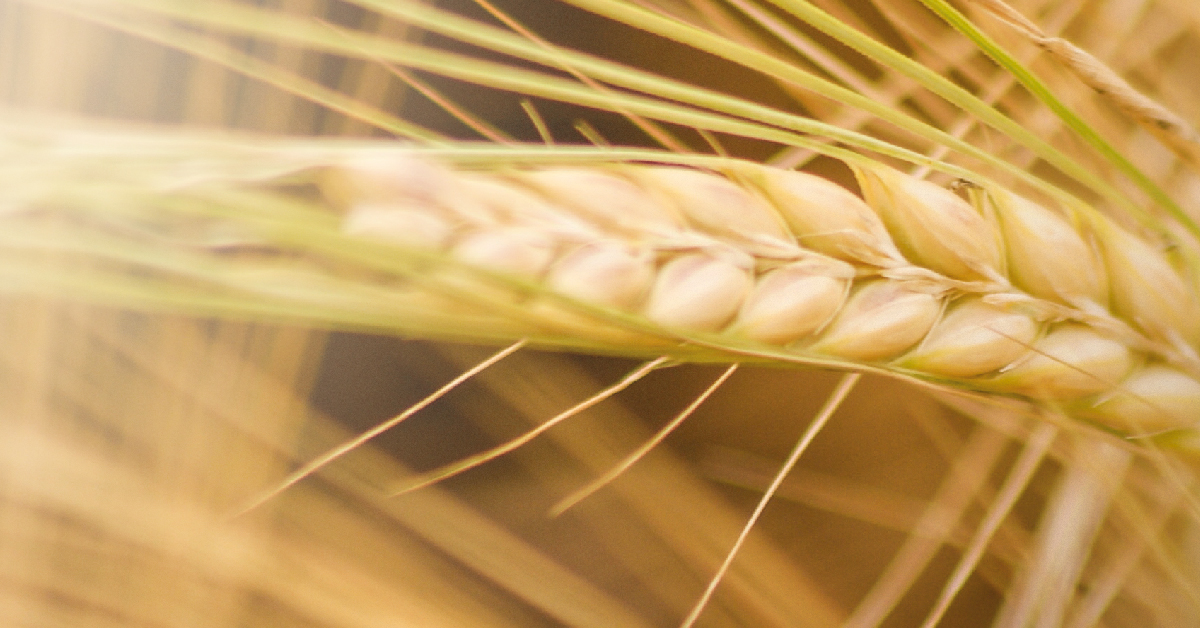 Jęczmień jary LG BELCANTO – nasiona do siewu odmiana LG BELCANTO – opinie, norma wysiewu, na jakie gleby, cena i gdzie kupić | Limagrain