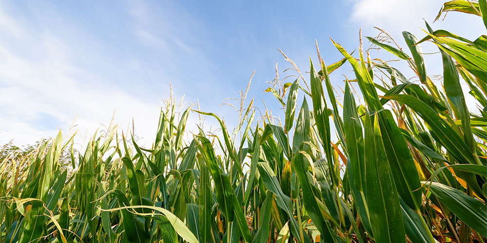 Kukurydza MICHELEEN – nasiona do siewu odmiana MICHELEEN – opinie, norma wysiewu, na jakie gleby, cena i gdzie kupić | Limagrain