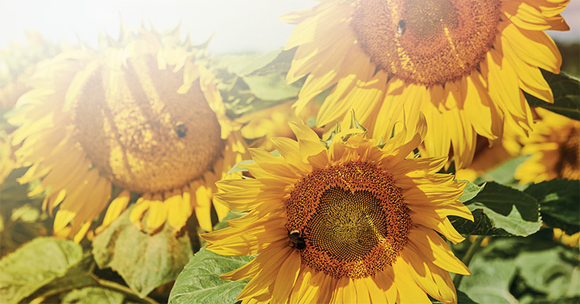 Słonecznik LG 50.455 CLP – nasiona do siewu odmiana LG 50.455 CLP – opinie, norma wysiewu, na jakie gleby, cena i gdzie kupić | Limagrain