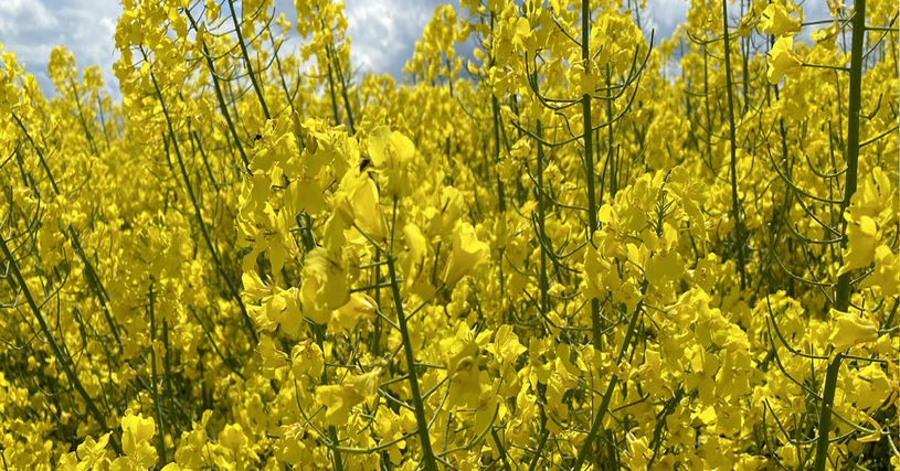 Rzepak ozimy LG AVIRON – nasiona do siewu odmiana LG AVIRON – opinie, norma wysiewu, na jakie gleby, cena i gdzie kupić | Limagrain