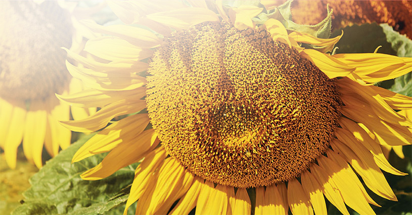 Słonecznik LG 50.479 SX – nasiona do siewu odmiana LG 50.479 SX – opinie, norma wysiewu, na jakie gleby, cena i gdzie kupić | Limagrain