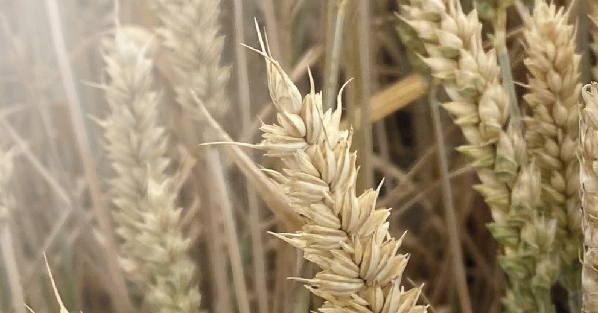 Pszenica ozima LG MONDIAL – nasiona do siewu odmiana LG MONDIAL – opinie, norma wysiewu, na jakie gleby, cena i gdzie kupić | Limagrain