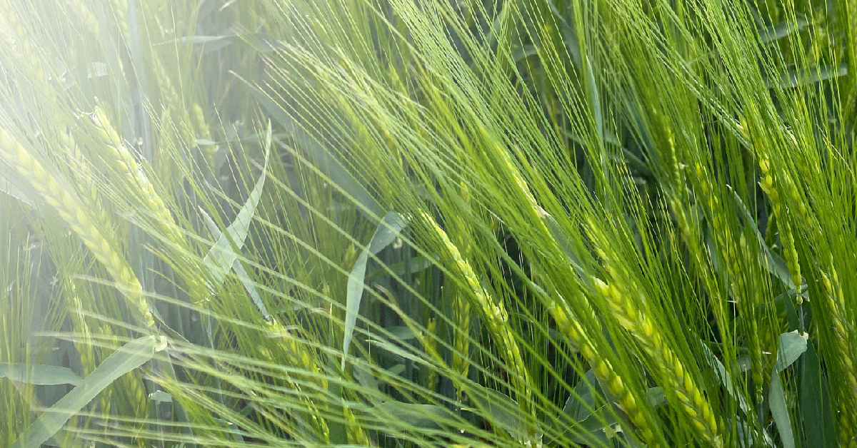 Jęczmień ozimy LG CASTING – nasiona do siewu odmiana LG CASTING – opinie, norma wysiewu, na jakie gleby, cena i gdzie kupić | Limagrain