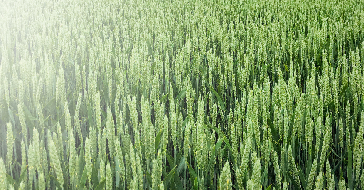 Pszenica ozima LG MOCCA – nasiona do siewu odmiana LG MOCCA – opinie, norma wysiewu, na jakie gleby, cena i gdzie kupić | Limagrain